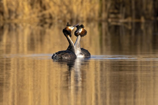 Two Great Crested Grebes perform a mating dance on water with golden light reflecting, Podiceps Christatus, Great crested grebe