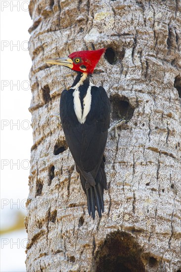 Crimson-crested woodpecker (Campephilus melanoleucos) Pantanal Brazil