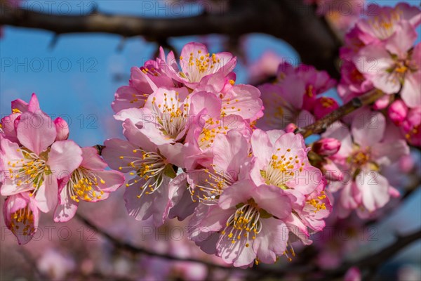 03 March 2024: Close-up of almond blossoms in Neustadt-Gimmeldingen (Palatinate) . Over the next two weekends, the almond blossom festival will take place in Gimmeldingen, which also marks the start of the new wine festival season in the Palatinate