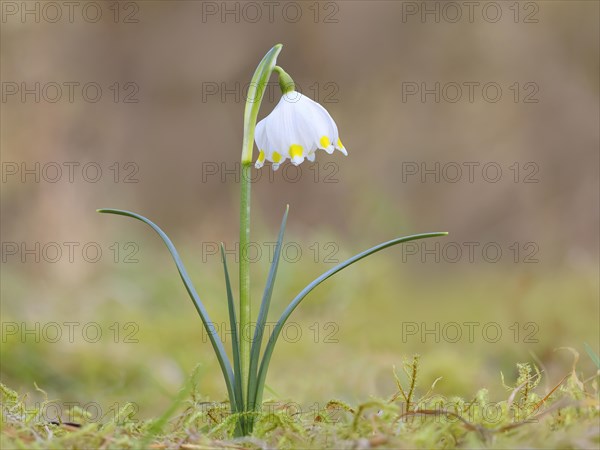 Spring snowdrop (Leucojum vernum), March snowdrop, March bell, large snowdrop. Amaryllis family (Amaryllidaceae), single plant flowering on forest floor, Siegerland, North Rhine-Westphalia, Germany, Europe