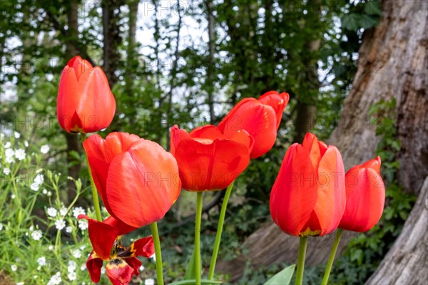 A group of red tulips with a green background in a flower bed