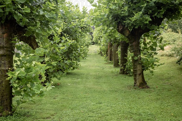 An avenue of trees with lush green leaves that form a peaceful path