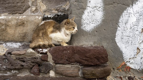 Cat sitting on a stone wall, climate, Milos, Cyclades, Greece, Europe
