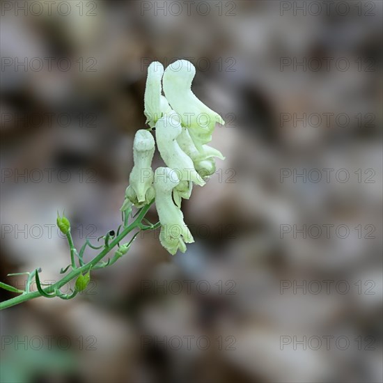 A white flower in focus with a blurred natural background, conveys a peaceful mood Larkspur Corydalis DC