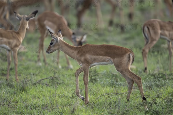 Black Heeler Antelope or Impala (Aepyceros melampus) herd with young, nursery, Madikwe Game Reserve, North West Province, South Africa, RSA, Africa