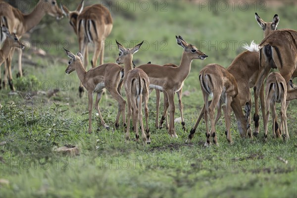 Black Heeler Antelope or Impala (Aepyceros melampus) herd with young, nursery, Madikwe Game Reserve, North West Province, South Africa, RSA, Africa