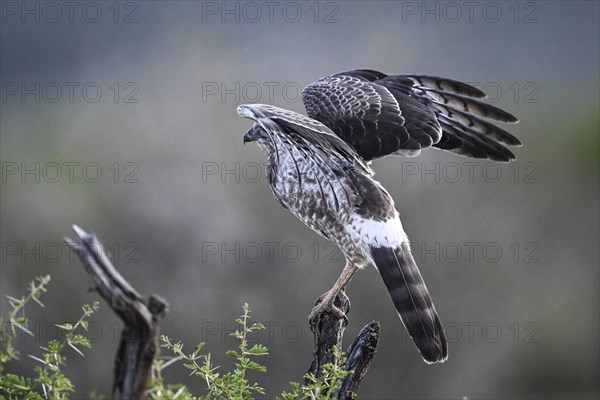 Silver Singing Goshawk, also known as pale chanting goshawk (Melierax canorus) juvenile, Madikwe Game Reserve, North West Province, South Africa, RSA, Africa