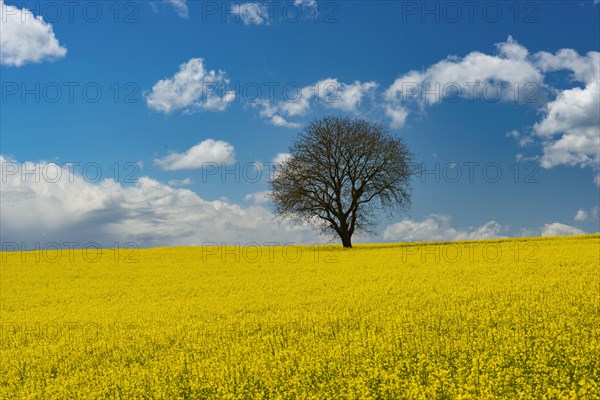 Old English oak (Quercus robur), on the Hoedinger Berg, Hoedingen, Lake Constance district, Upper Swabia, Baden-Wuerttemberg, Germany, Europe