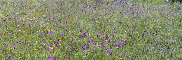 Orchids and ducal gentians, Schwanseepark, near Fuessen, Ostallgaeu, Bavaria, Germany, Europe