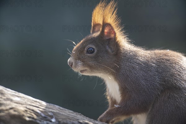 Eurasian red squirrel (Sciurus vulgaris), portrait, Emsland, Lower Saxony, Germany, Europe