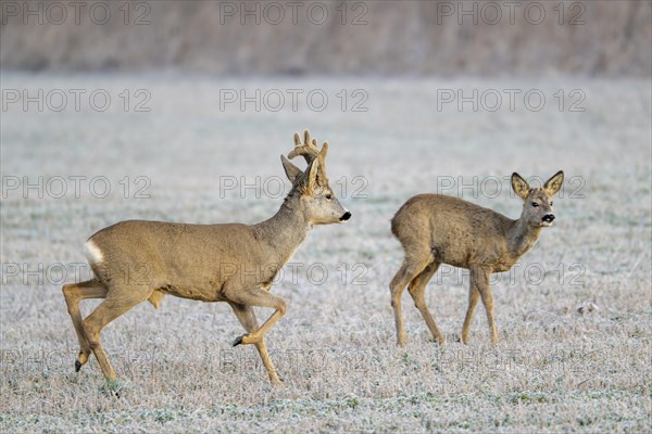 European roe deer (Capreolus capreolus), goat and buck walking in a meadow, Lower Austria, Austria, Europe