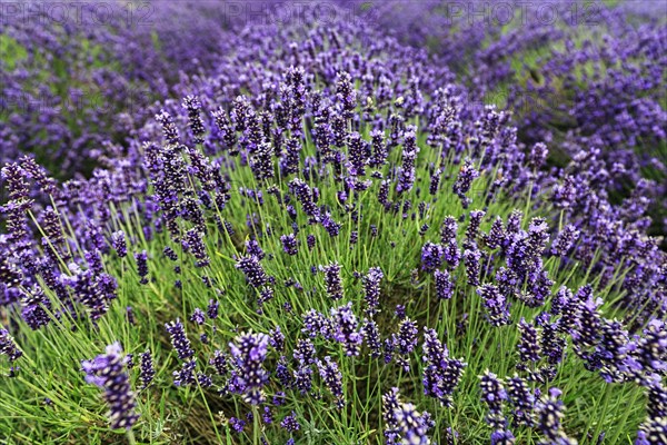 Lavender (Lavandula), lavender field on a farm, close-up, Cotswolds Lavender, Snowshill, Broadway, Gloucestershire, England, Great Britain