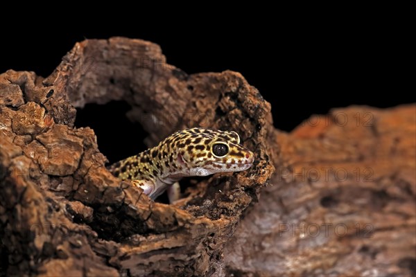 Leopard gecko (Eublepharis macularius), adult, portrait, looks out of burrow, captive