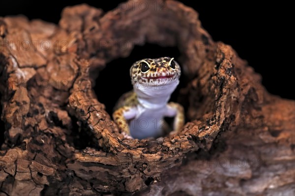 Leopard gecko (Eublepharis macularius), adult, portrait, looks out of burrow, captive