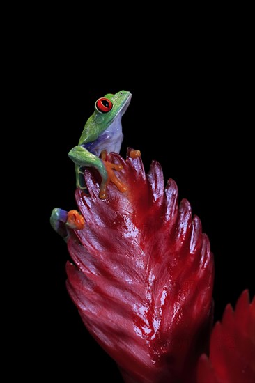 Red-eyed tree frog (Agalychnis callidryas), adult, on bromeliad, captive, Central America