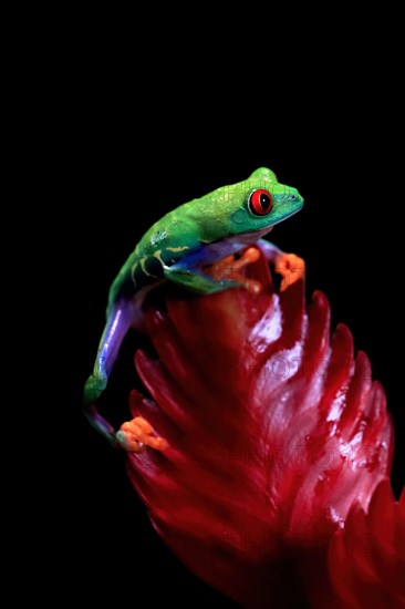 Red-eyed tree frog (Agalychnis callidryas), adult, on bromeliad, captive, Central America