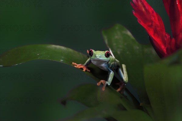 Red-eyed tree frog (Agalychnis callidryas), adult, on bromeliad, captive, Central America