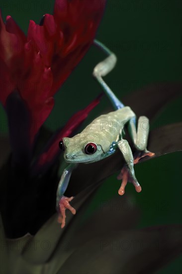 Red-eyed tree frog (Agalychnis callidryas), adult, on bromeliad, captive, Central America