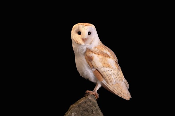 Barn Owl, (Tyto alba), adult, on rocks, at night, Lowick, Northumberland, England, Great Britain