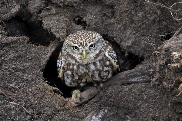 Little owl (Athene noctua), (Tyto alba), adult, at breeding den, vigilant, Lowick, Northumberland, England, Great Britain