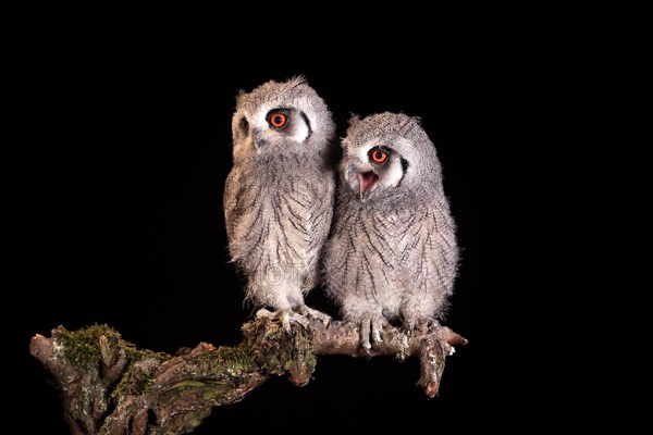 Southern white-faced owl (Ptilopsis granti), juvenile, two juveniles, siblings, at night, on guard, captive