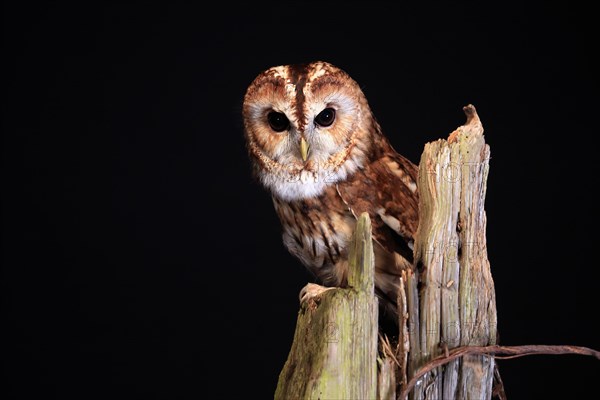 Tawny owl (Strix aluco), adult, nocturnal, perch, Scotland, Great Britain