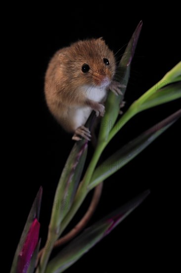 Eurasian harvest mouse (Micromys minutus), adult, on plant stem, flowering, foraging, at night, Scotland, Great Britain