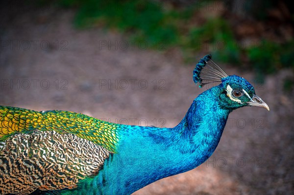 The peacock bird (Pavo cristatus) roams its territory, Leuna, Saxony-Anhalt, Germany, Europe