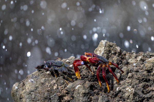 Red rock crab (Grapsus adscensionis) on rock, Lanzarote, Canary Islands, Spain, Europe