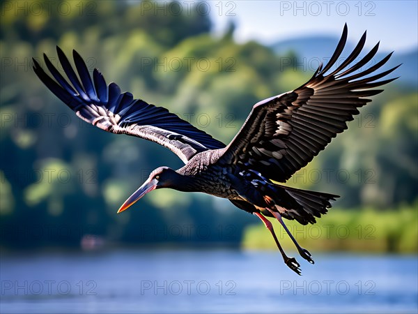 Black stork captured in mid flight wings outstretched, AI generated