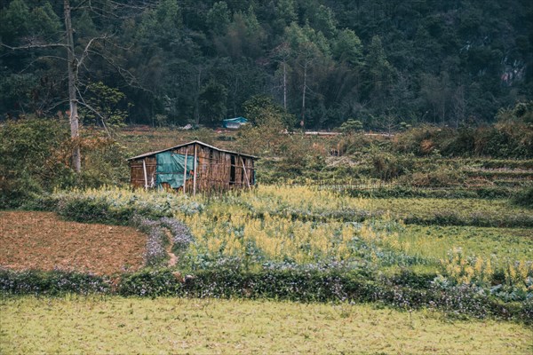 Rustic hut in the middle of green farmland in Dong Van, Vietnam, Asia