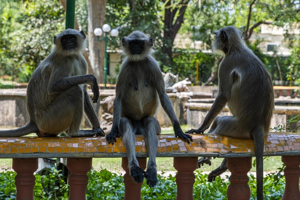Monkeys in the Law Garden, Unesco site, Ahmedabad, Gujarat, India, Asia