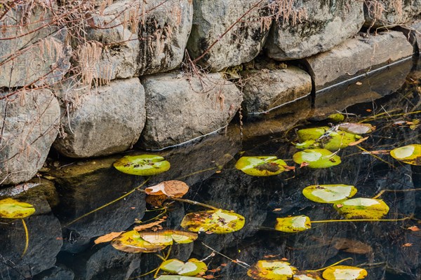 Lily pads and autumn leaves adrift near a stone wall, reflecting subtle textures on water, in South Korea
