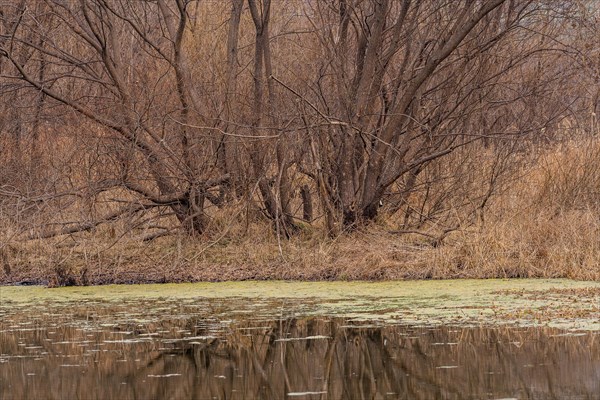 Autumn scene with bare trees and lily pads on water reflecting a calm atmosphere, in South Korea