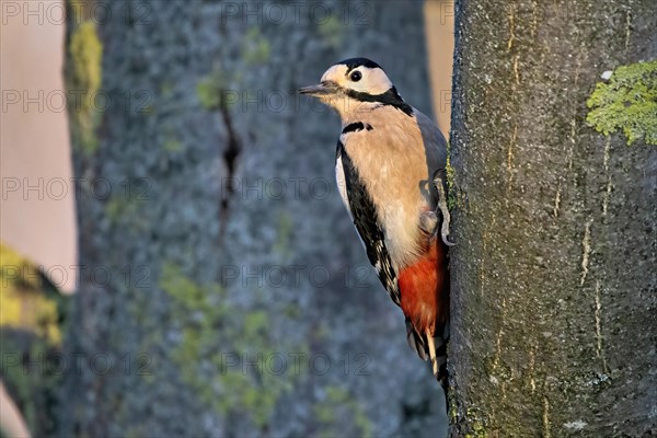 A woodpecker clings to the side of a tree, its red feathers contrasting with the green moss, Dendrocopos Major