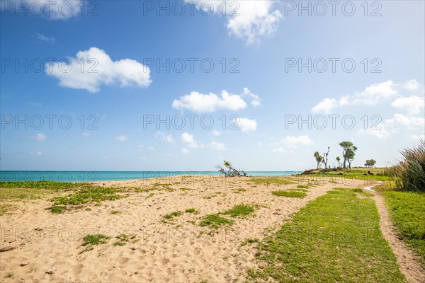 Nature in a special way, trees grow with the wind, a dreamlike landscape directly on the turquoise sea. Lonely sandy beaches in the Caribbean. Pointe Allegre on Basse Terre, Guadeloupe, French Antilles, North America