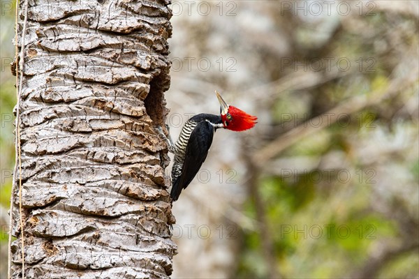 Crimson-crested woodpecker (Campephilus melanoleucos) Pantanal Brazil