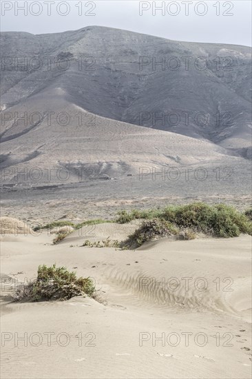 Dune landscape, Playa de Famara, Lanzarote, Canary Islands, Spain, Europe