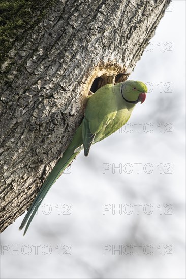 Rose-ringed parakeet (Psittacula krameri), Speyer, Rhineland-Palatinate, Germany, Europe