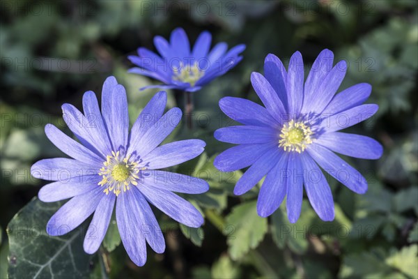 Grecian windflower (Anemone blanda), Speyer, Rhineland-Palatinate, Germany, Europe