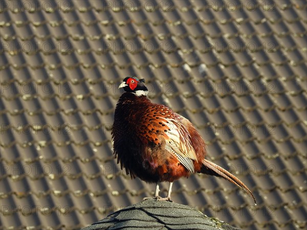 A pheasant with a bright red face looks into the distance from a roof, Hunting Pheasant (Phasianus colchicus), Ilsede, Lower Saxony, Germany, Europe