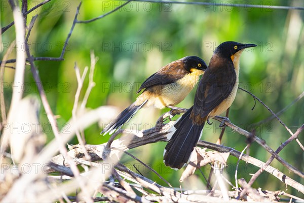 Reed warbler (Donacobius atricapillus) Pantanal Brazil