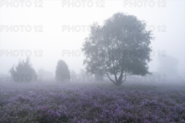 Heath landscape, flowering common heather (Calluna vulgaris), birch (Betula), morning mist, Lueneburg Heath, Lower Saxony, Germany, Europe