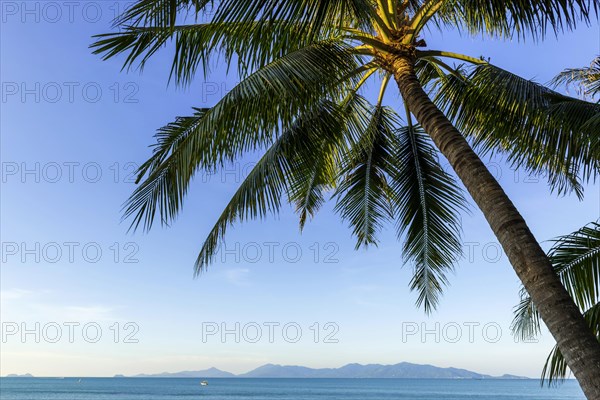 Sea view with palm tree at Maenam beach on Koh Samui, island, palm tree, water travel, holiday, tourism, nobody, empty, sea, ocean, symbol, symbolic, weather, beautiful, lovely, idyllic, idyllic, calm, quiet, calmness, relaxed, holiday feeling, longing, exotic, seascape, seascape, destination, beach holiday, beach holiday, paradise, holiday paradise, Thailand, Asia