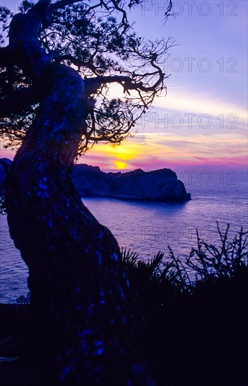 Romantic sunset with the silhouette of a pine (Pinus) and european fan palms (Chamaerops humilis) in the foreground, twisted tree deformed by the wind, wind vanisher, sunset in soft, bright colours on the Mediterranean Sea, peaceful coastal landscape with lush Mediterranean vegetation and the mountainous, rocky island of Sa Dragonera in the background, lighthouse on the headland, view from the old watchtower Torre Cala Basset, Serra de Tramuntana, Majorca, Spain, Europe
