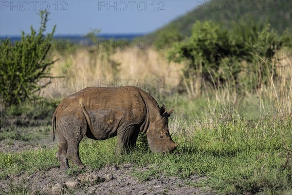 White rhinoceros (Ceratotherium simum) juvenile approx. 1 year old, Madikwe Game Reserve, North West Province, South Africa, RSA, Africa