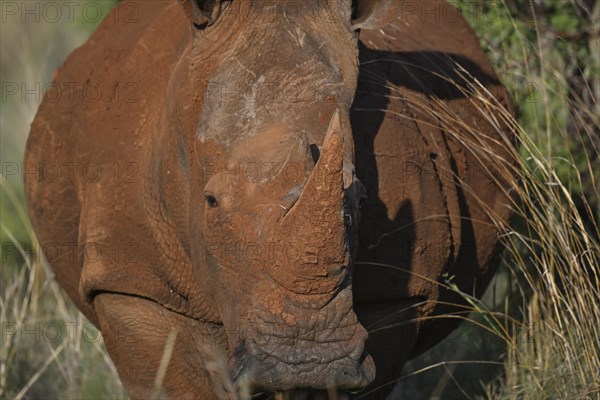 White rhinoceros (Ceratotherium simum) portrait, Madikwe Game Reserve, North West Province, South Africa, RSA, Africa