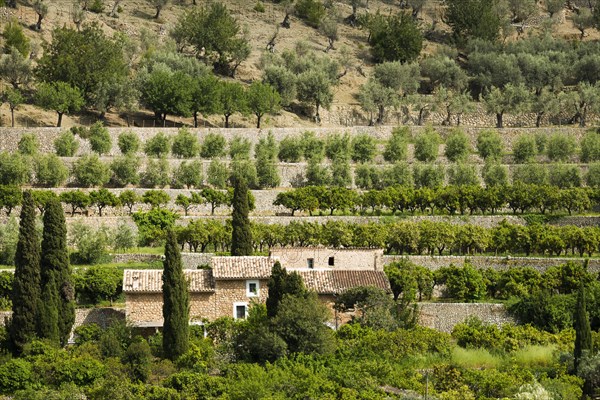 Village in the mountains with citrus plantations, Fornalutx, Soller, Serra de Tramuntana, Majorca, Majorca, Balearic Islands, Spain, Europe