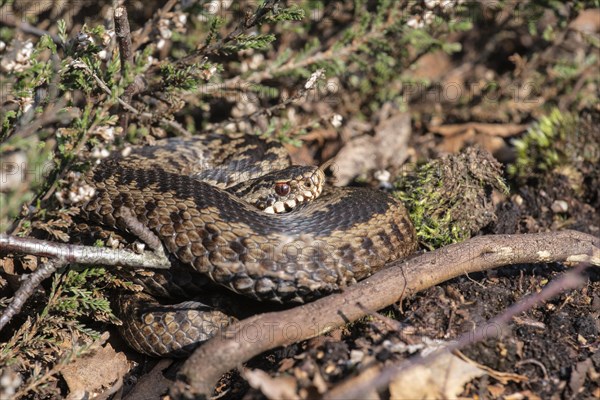 Common european viper (Vipera berus), Emsland, Lower Saxony, Germany, Europe