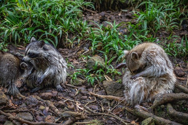 Raccoon in natural environment, close-up, portrait of the animal on Guadeloupe au Parc des Mamelles, in the Caribbean. French Antilles, France, Europe